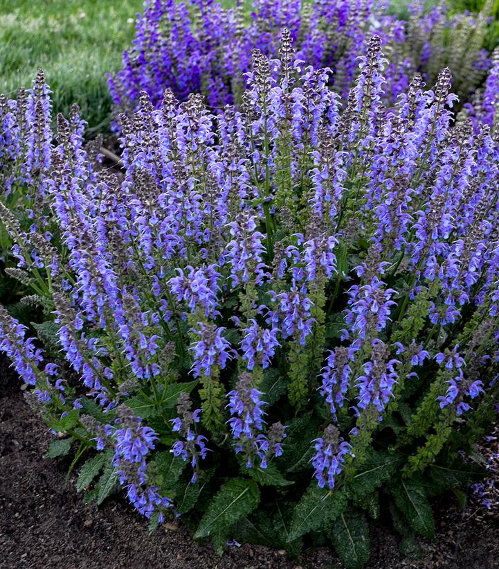 ‘Tidal Pool’ Perennial Salvia