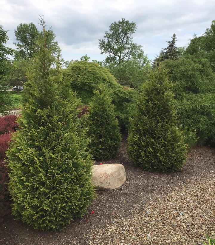 Junior Giant Arborvitae