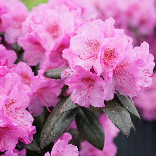 Black Hat® Rhododendron