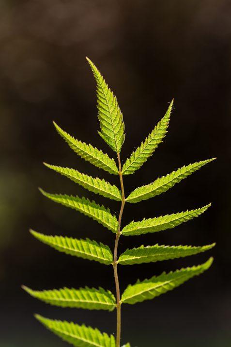 Matcha Ball® Ash Leaf Spirea