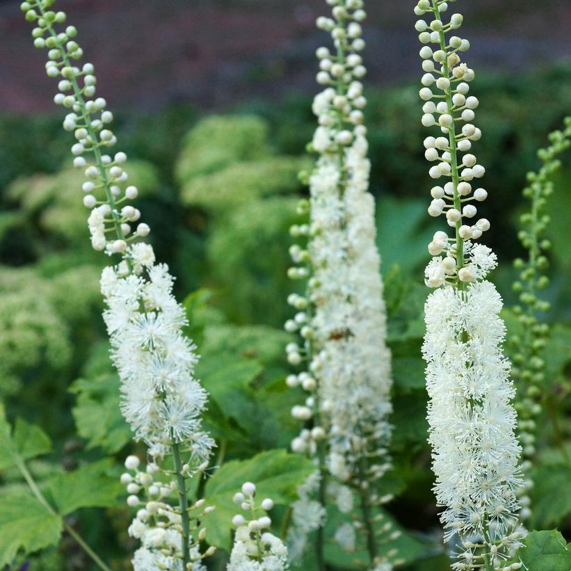 Black Cohosh