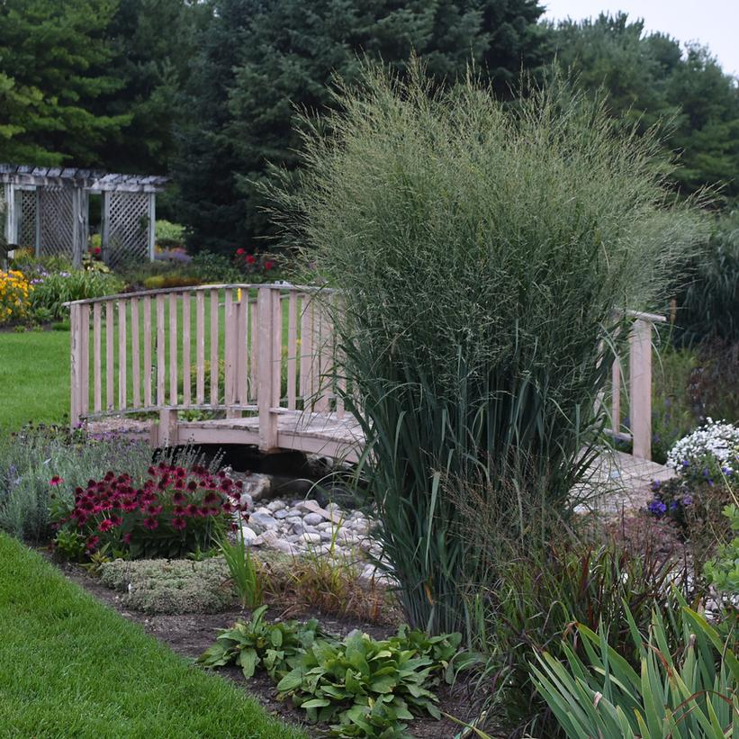 Totem Pole Switch Grass