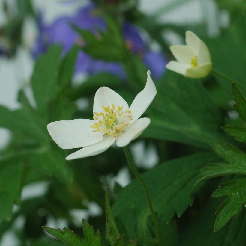 Canadian Amenone, Windflower