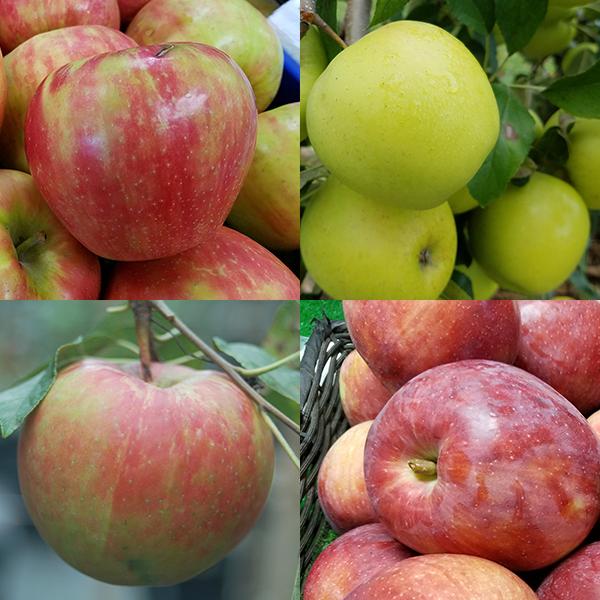 4 – in -1 Cold Climate Apple