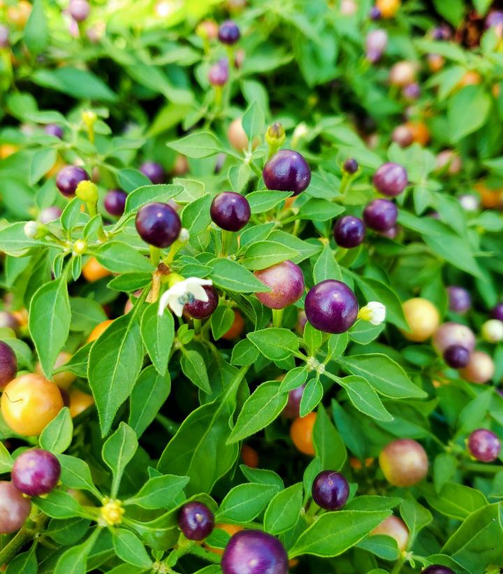 Ornamental Pepper