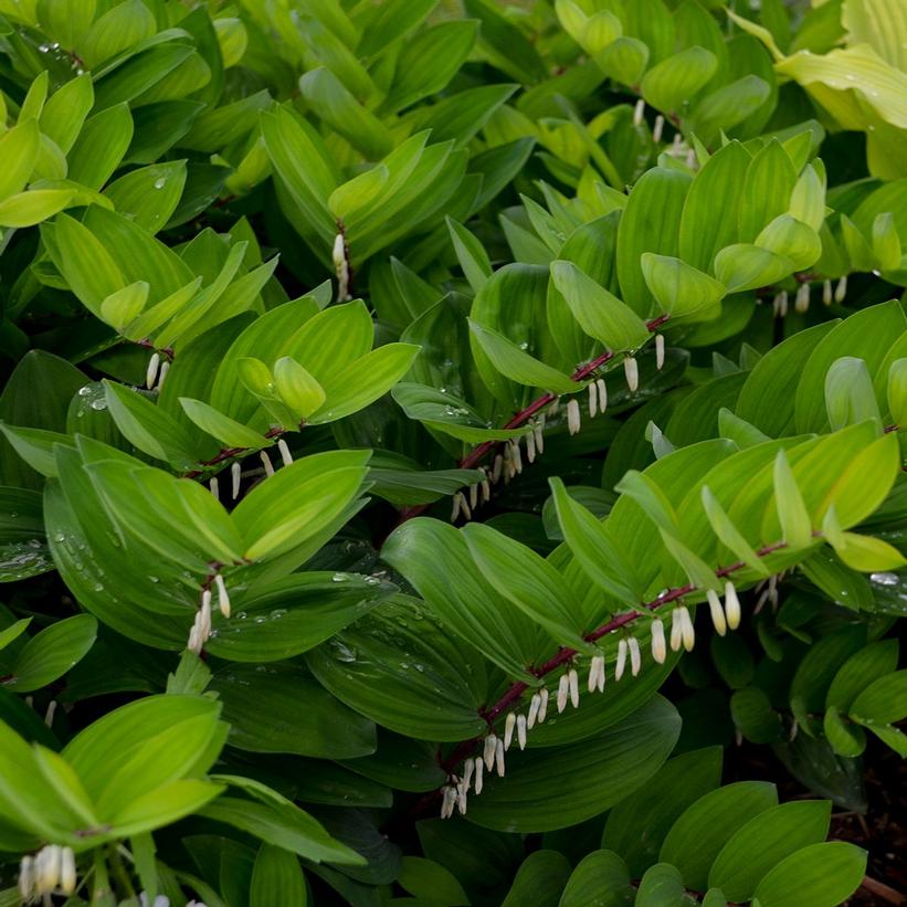 Ruby Slippers Solomon’s Seal