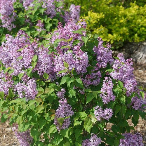 Scentara Pura® Lilac