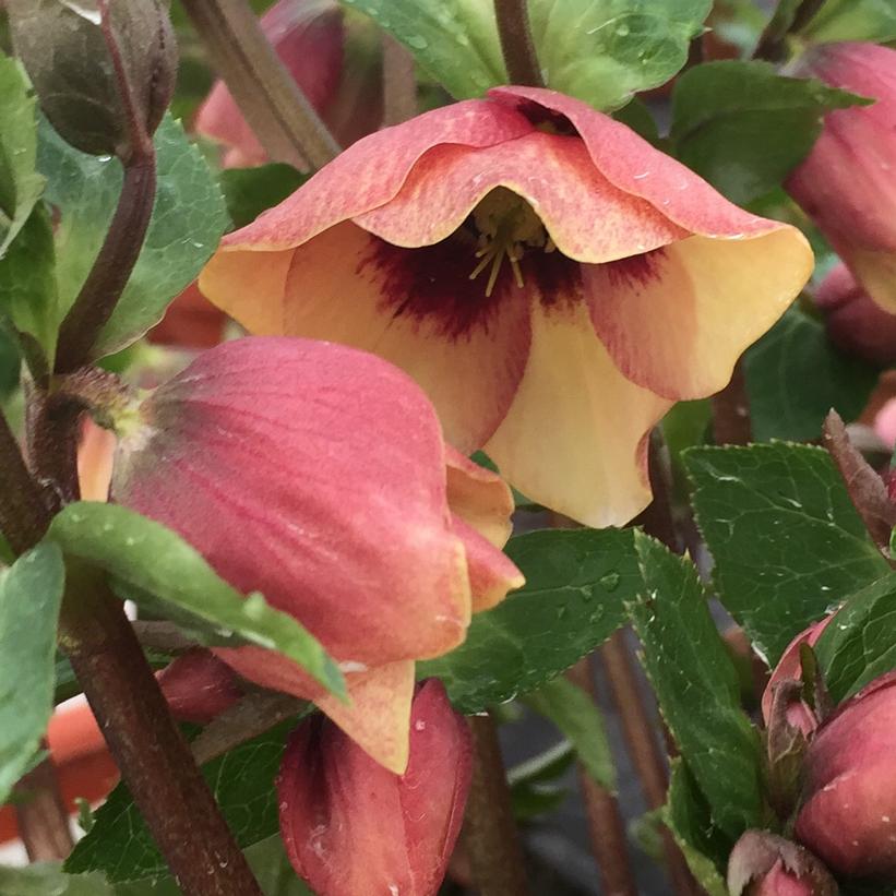 Honeymoon® Sandy Shores Lenten Rose