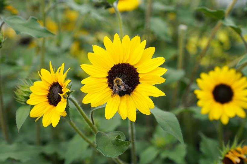 Suncredible® Yellow Sunflower