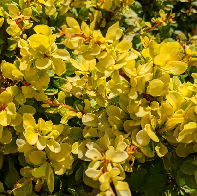 Lemon Cutie® Barberry