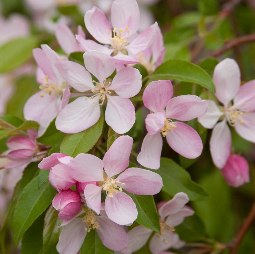 Louisa Apple - Van Wilgen's Garden Center