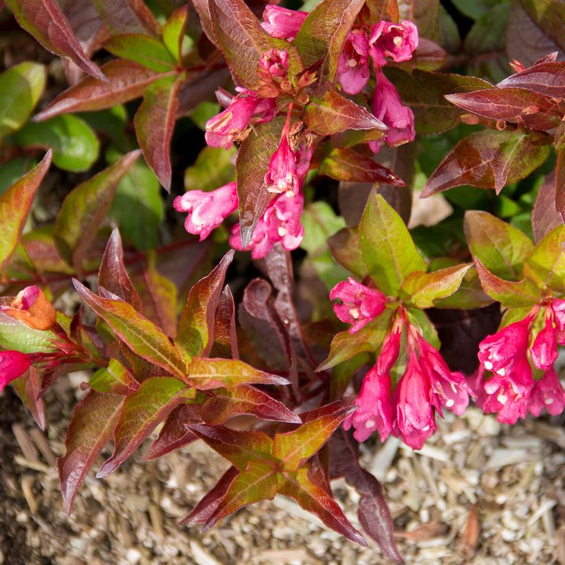 Strobe Weigela