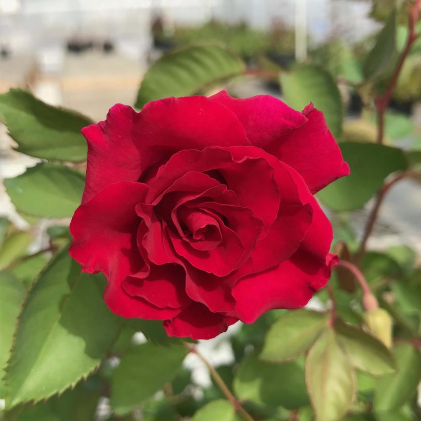Red Empress Rose