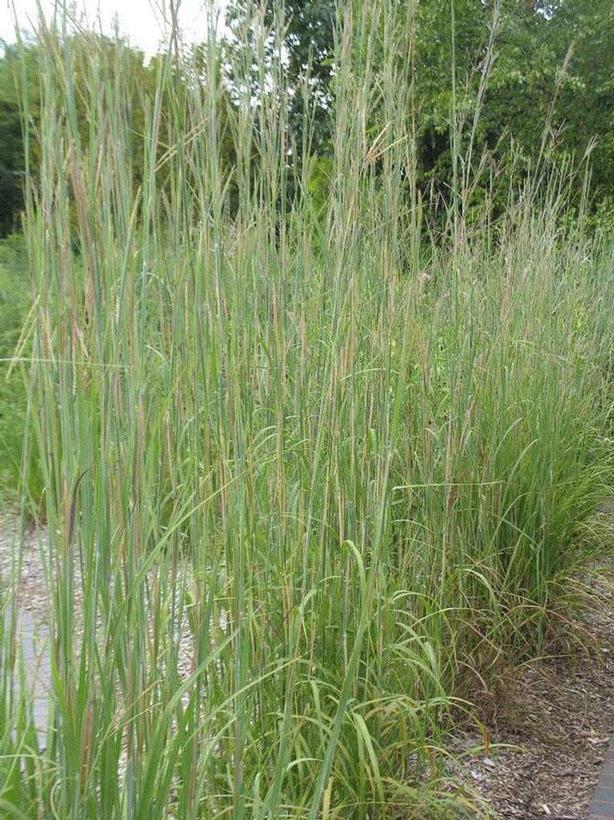 Big Bluestem