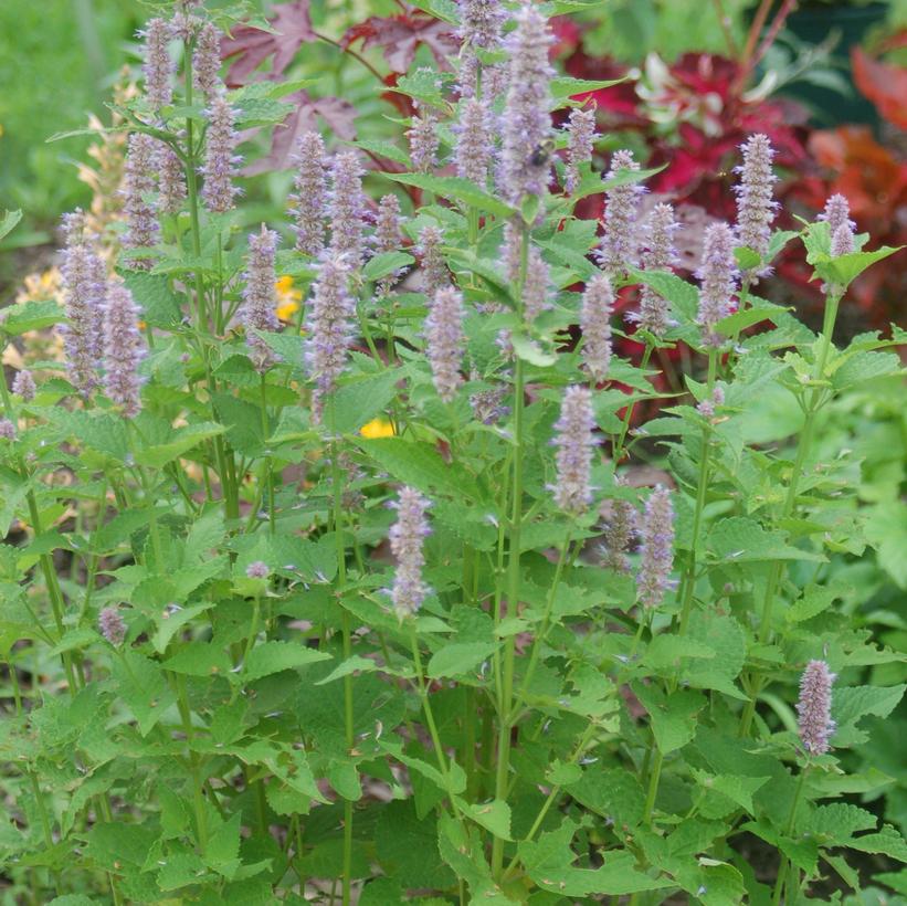 Anise Hyssop