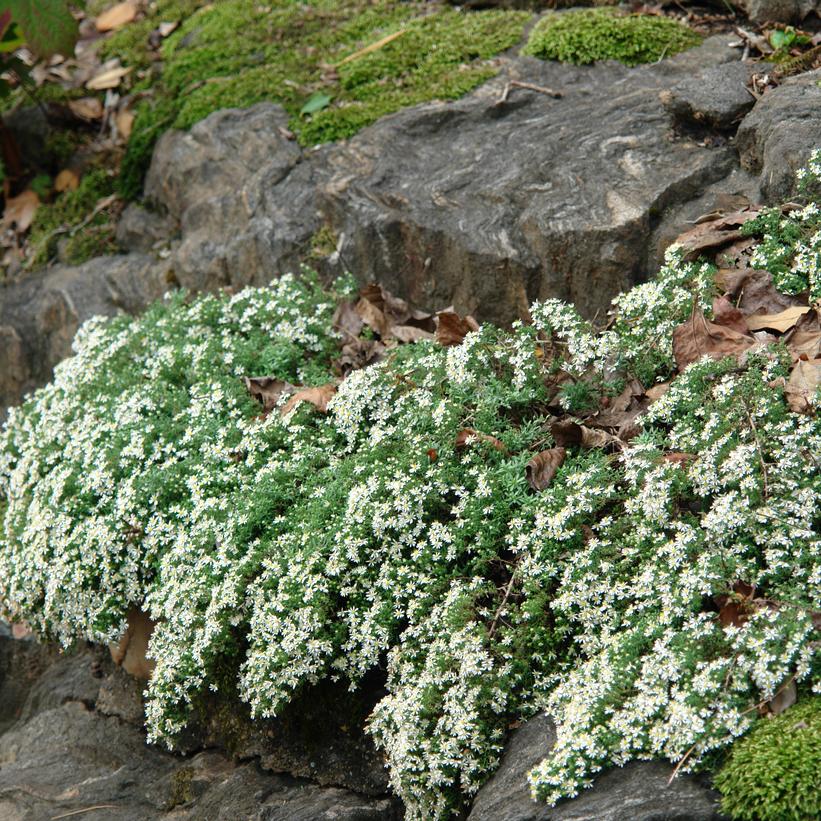 White Heath Aster