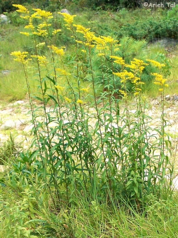 Sweet Goldenrod