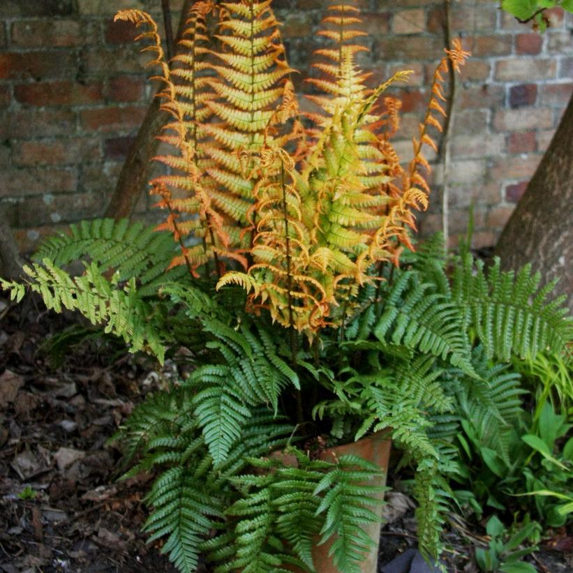 Jurassic Gold Wood Fern