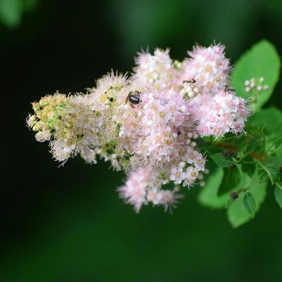 White Meadowsweet