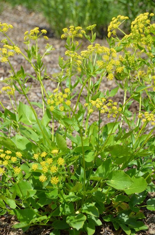 Heart Leafed Meadow Parsnip