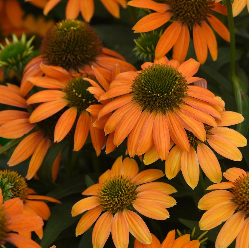 Soft Orange Coneflower