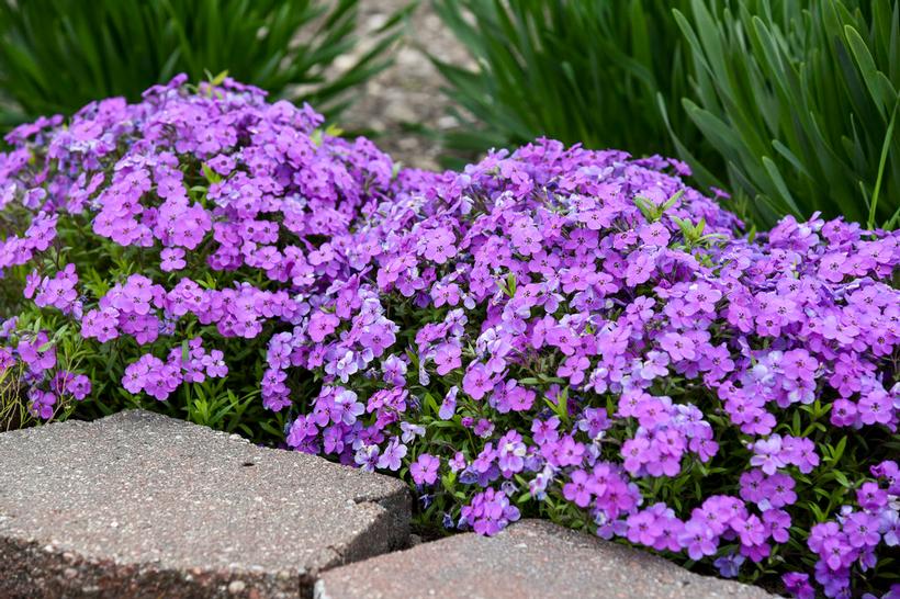 Spring Purple Moss Phlox