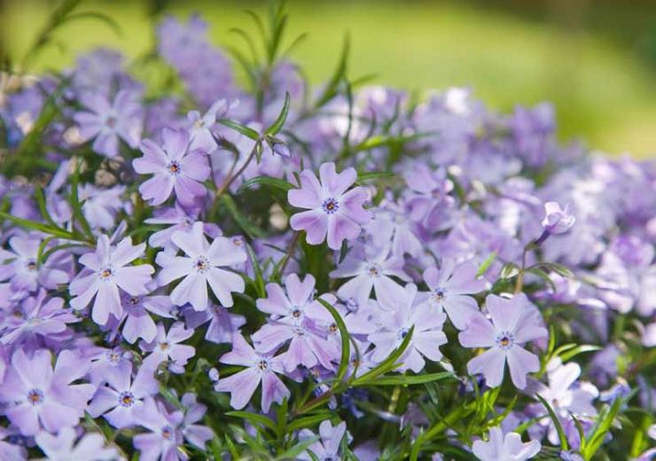 Spring Blue Moss Phlox