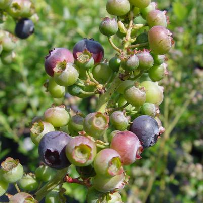 Reka Highbush Blueberry