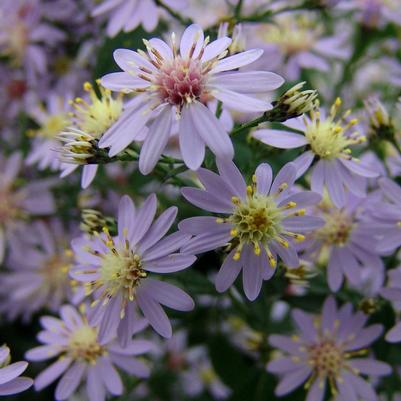 Common Blue Wood Aster