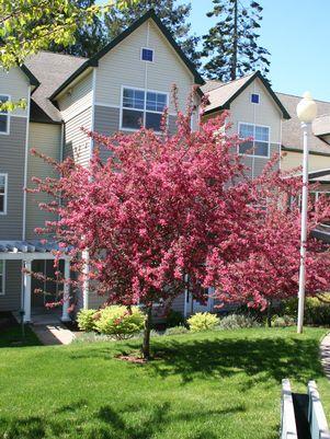 Prairie Fire Crabapple