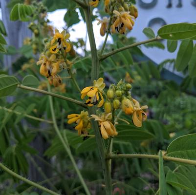 Wild Senna