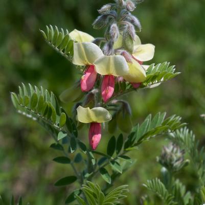 Goat’s Rue