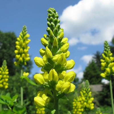 Blue-Ridge Buckbean