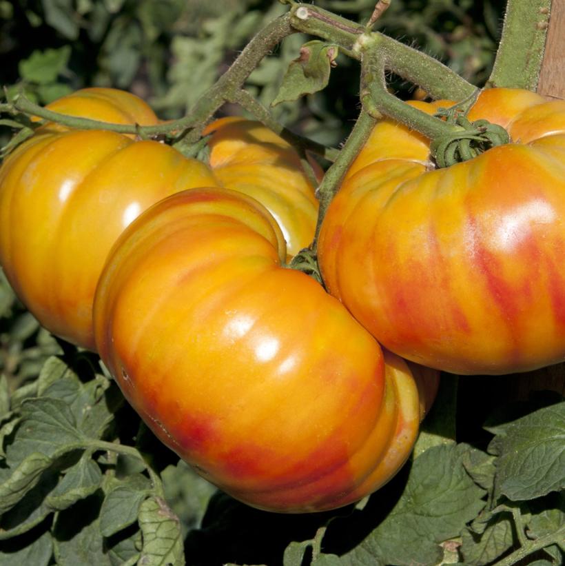 Buffalosun Tomato Beefsteak Tomato