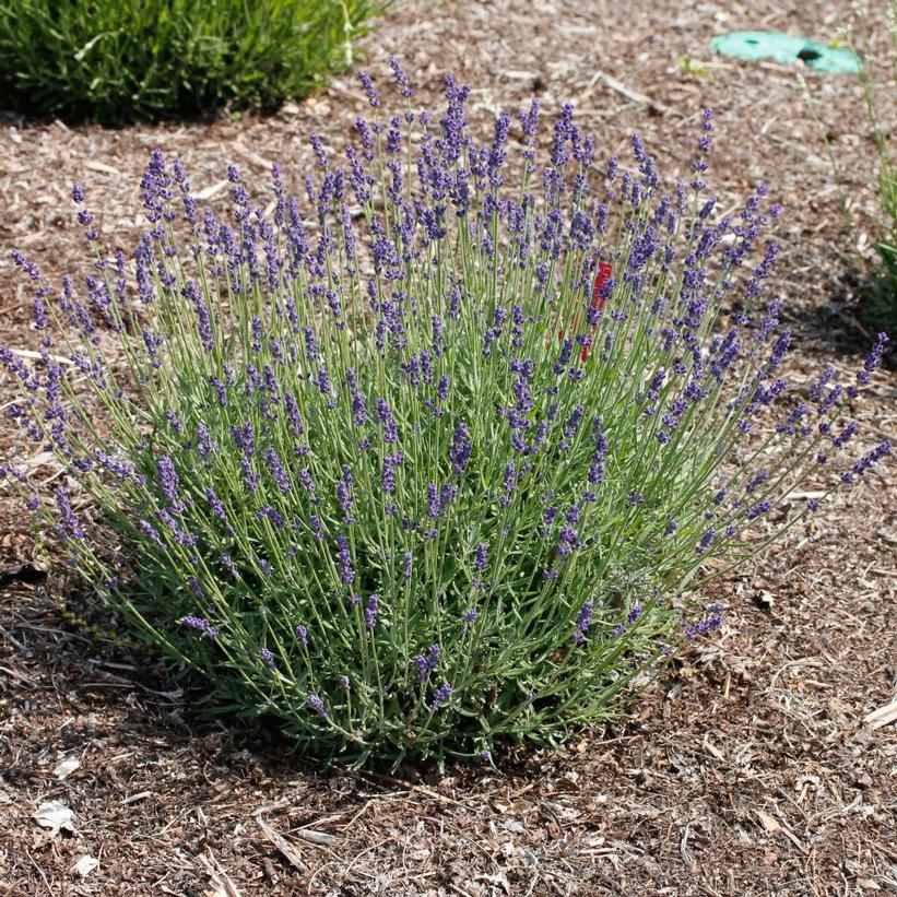 English Lavender