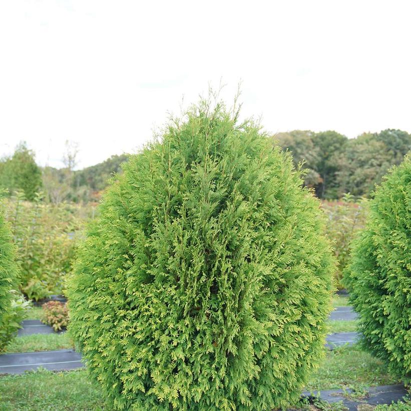 Cheer Drops Arborvitae