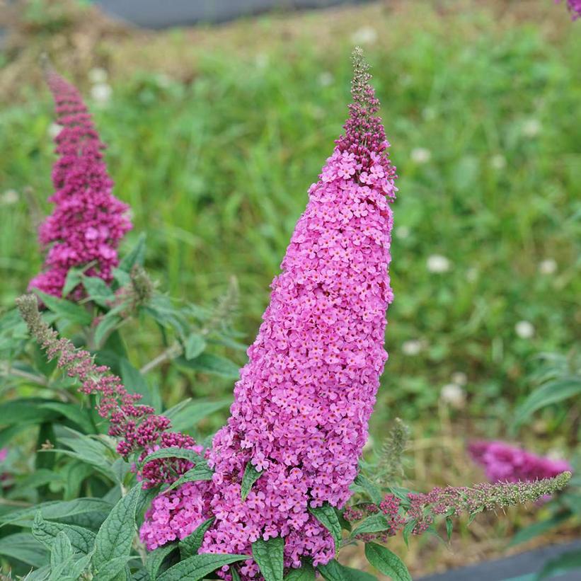 Pugster Pinker Butterfly Bush