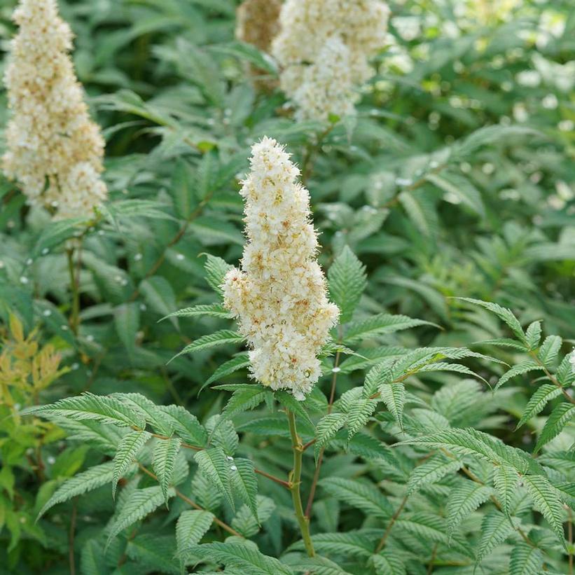 Mr. Mustard False Spiraea