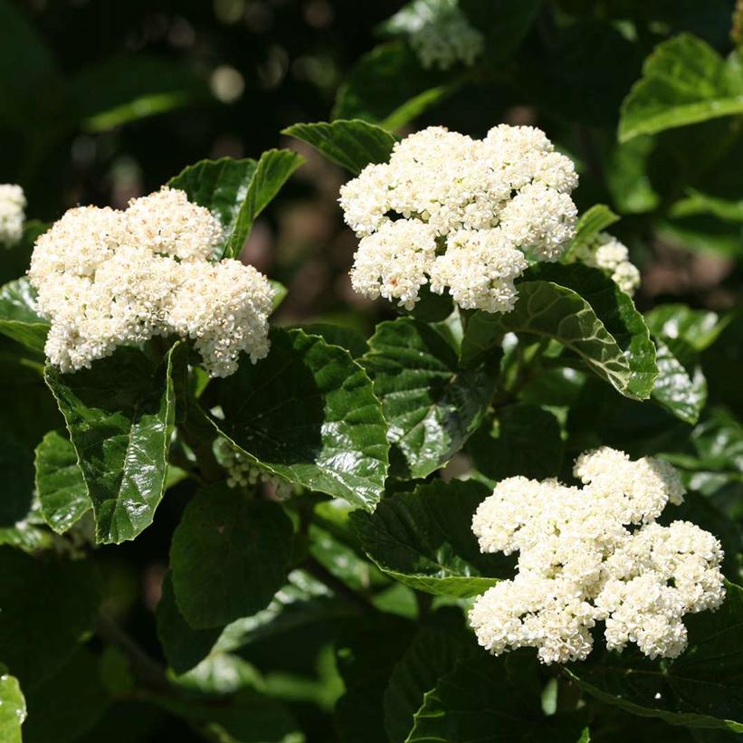 All That Glows Arrowwood Viburnum