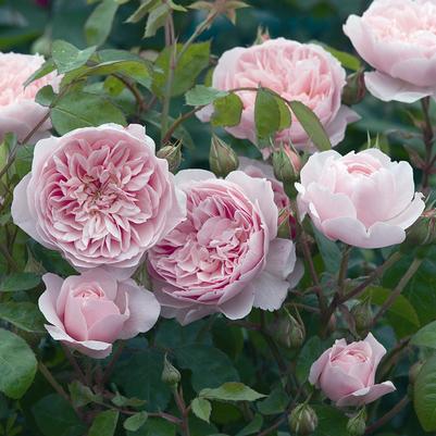 Wisley 2008 English Shrub Rose