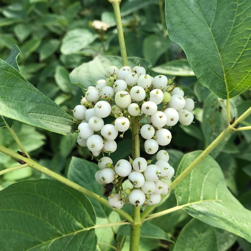 Red-Osier Dogwood