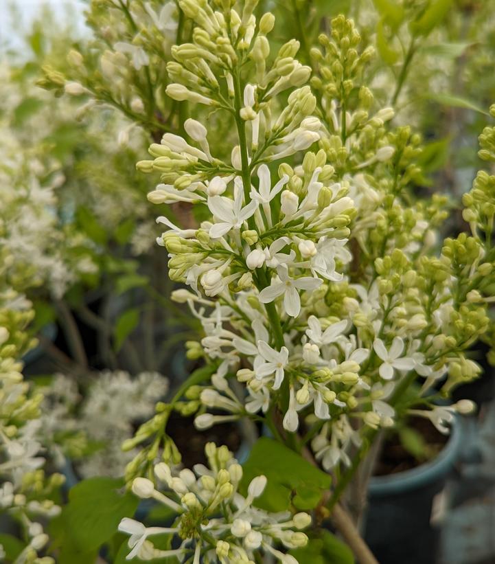 New Age White Lilac