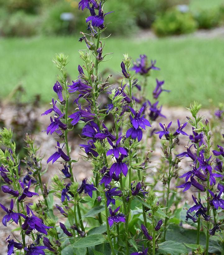 Cardinal Flower