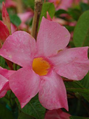 Pink Sun Parasol Mandevilla