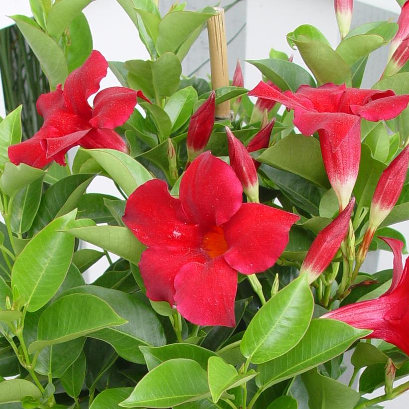 Red Sun Parasol Mandevilla