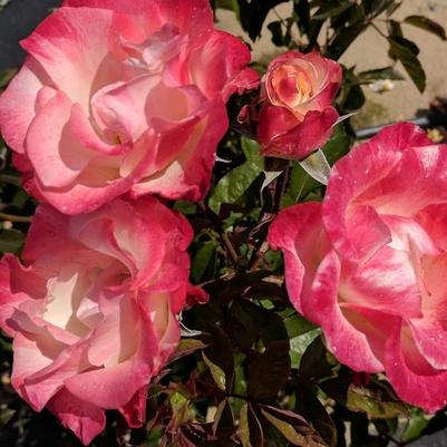 Color Splash® Floribunda Rose