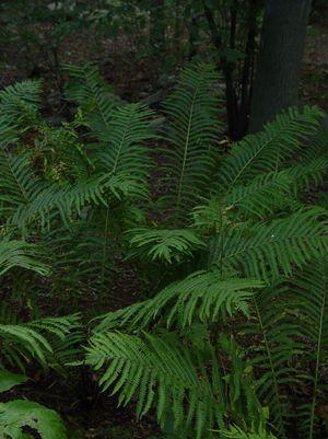 Ostrich Fern