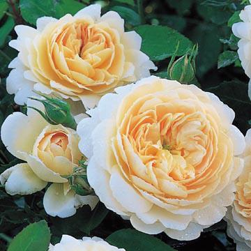 Crocus Rose English Shrub Rose