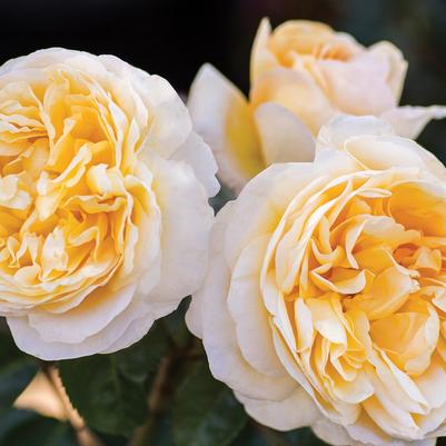 Moonlight Romantica® Hybrid Tea Rose