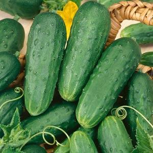 Homemade Pickles Cucumber
